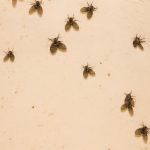 how to get rid of drain flies
